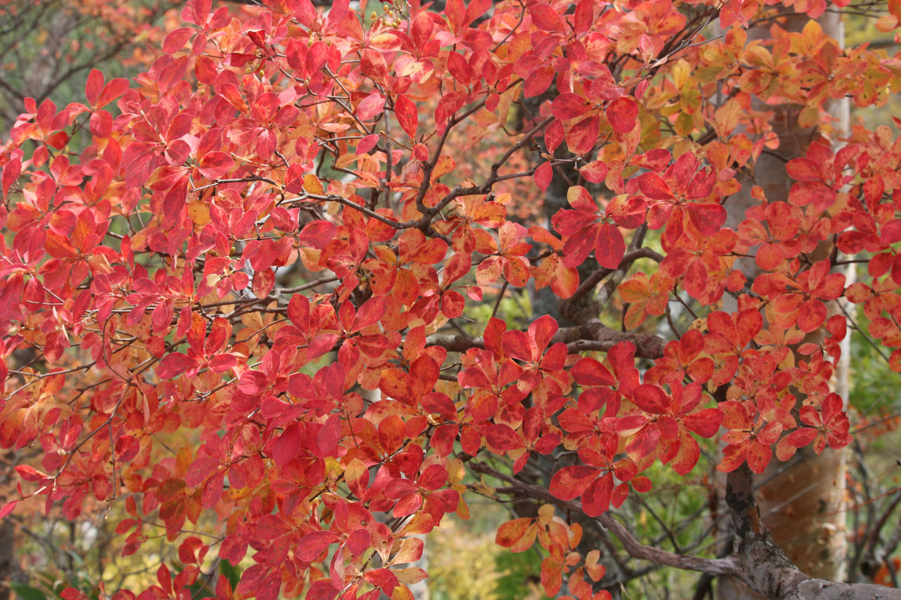 サラサドウダン ドウダンツツジ 似てるけどだいぶ違います けやき屋さん