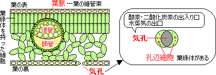 植物の分類と光合成 けやき屋さん