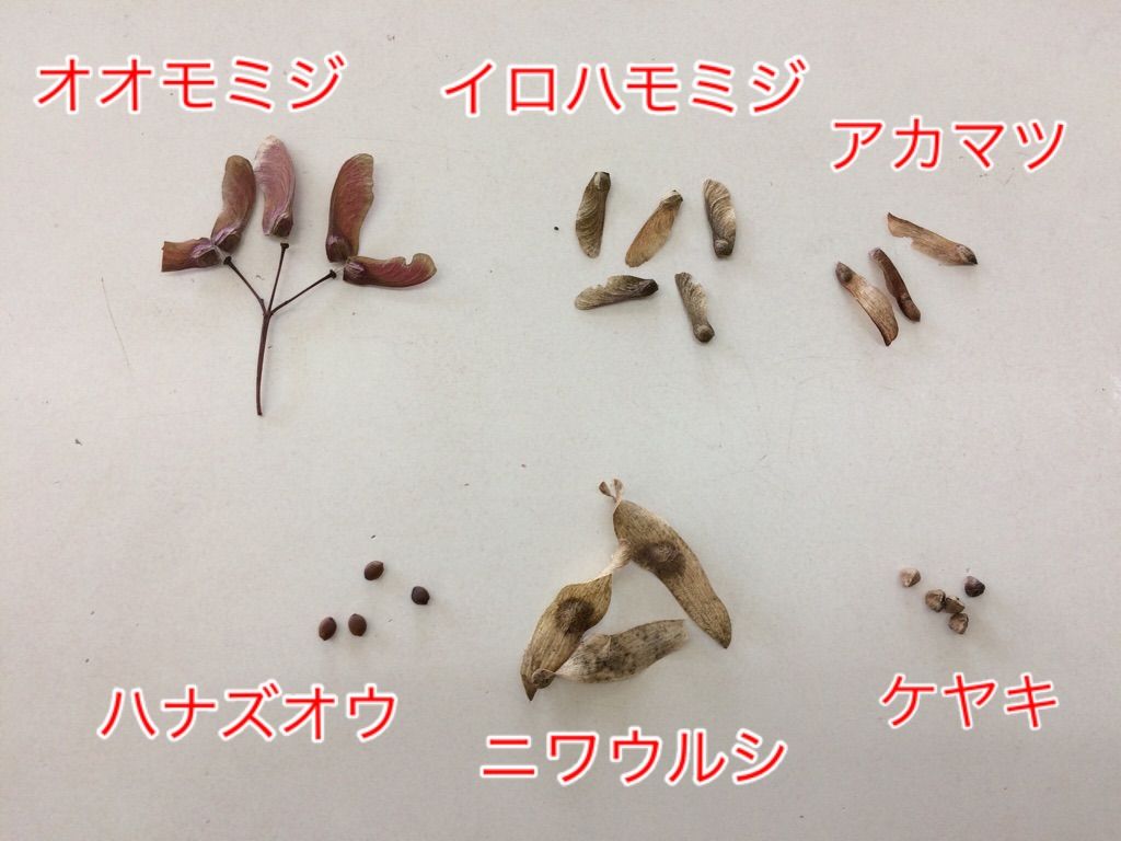 種の見分け方 イロハモミジとアカマツがよく似てます けやき屋さん