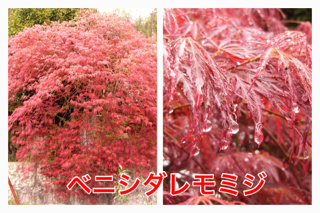 一年中赤い葉っぱのモミジ と 軽井沢植物園 けやき屋さん 一年中赤い葉っぱのモミジ と 軽井沢植物園 けやき屋さん