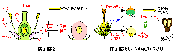植物の分類と光合成 けやき屋さん 植物の分類と光合成 けやき屋さん