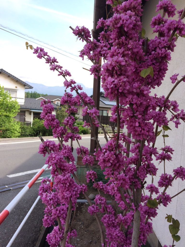 ハナズオウ マメ科の植物 普段は地味だが今だけキレイ けやき屋さん