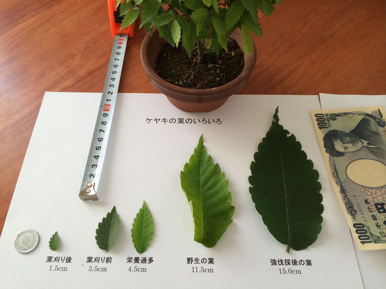 ケヤキの主張 お願いします これ以上伐採しないで けやき屋さん