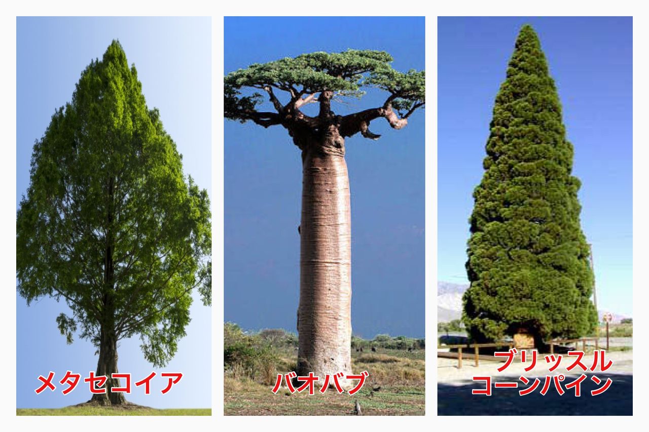 ケヤキ 長寿の木 世界一は けやき屋さん