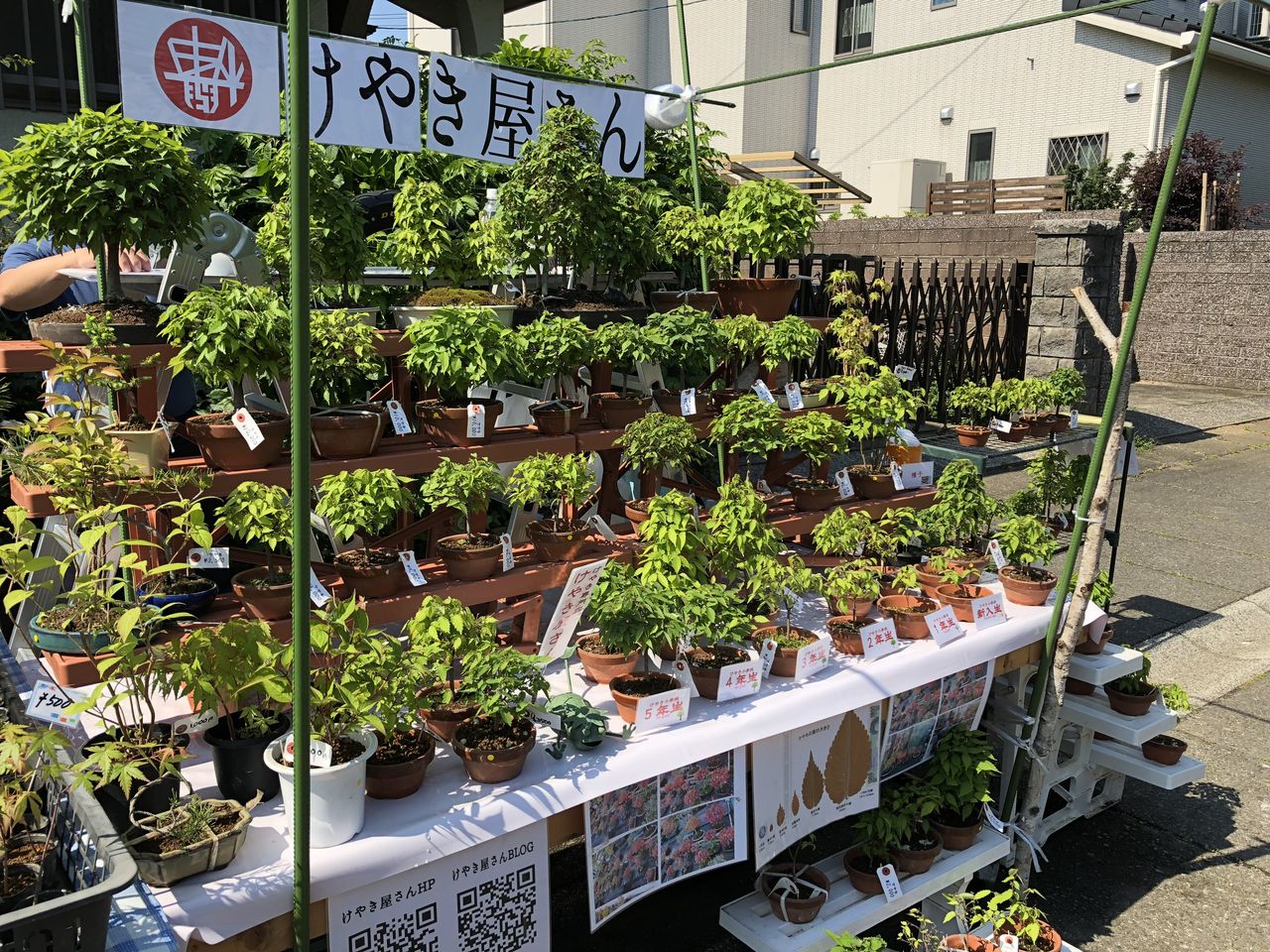 令和元年 大宮 盆栽祭り いよいよ けやき屋さん