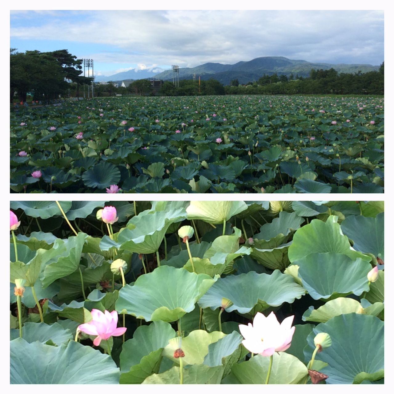 上越高田城 蓮まつり けやき屋さん