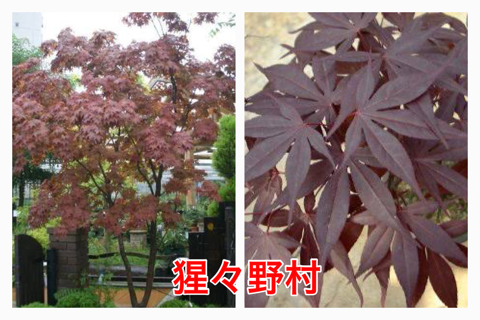 一年中赤い葉っぱのモミジ と 軽井沢植物園 けやき屋さん 一年中赤い葉っぱのモミジ と 軽井沢植物園 けやき屋さん
