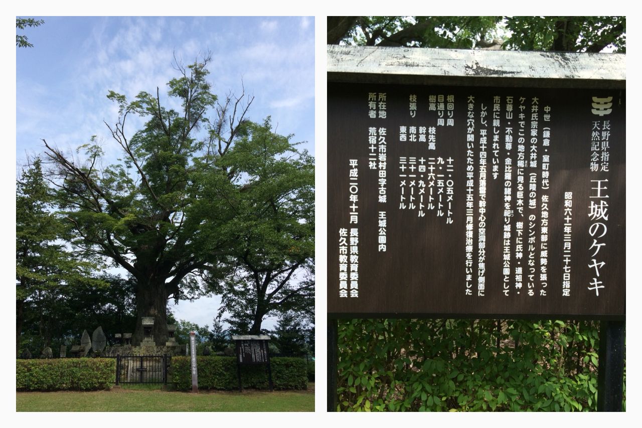 けやき 巨樹 長野県佐久市 王城公園 けやき屋さん けやき 巨樹 長野県佐久市 王城公園 けやき屋さん