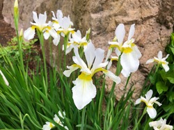何れ菖蒲か杜若 いずれアヤメかカキツバタ ことわざ けやき屋さん