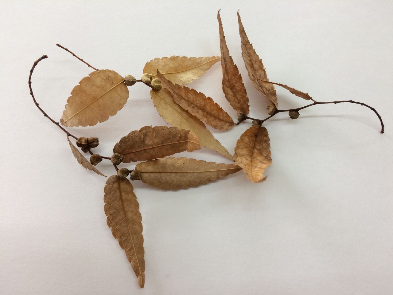 ケヤキ 播種 季節 けやき屋さん