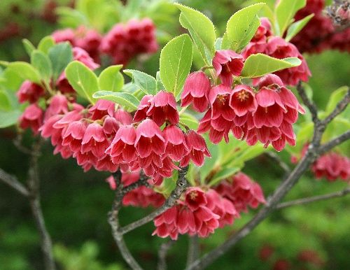 サラサドウダン ドウダンツツジ 似てるけどだいぶ違います けやき屋さん