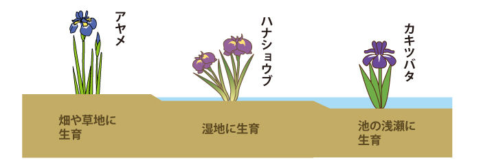 何れ菖蒲か杜若 いずれアヤメかカキツバタ ことわざ けやき屋さん
