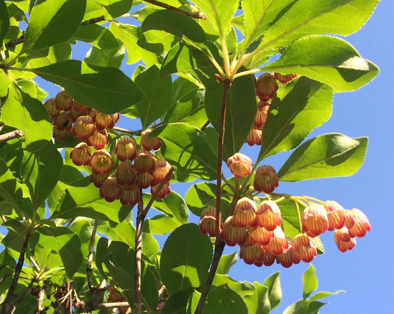 サラサドウダン ドウダンツツジ 似てるけどだいぶ違います けやき屋さん