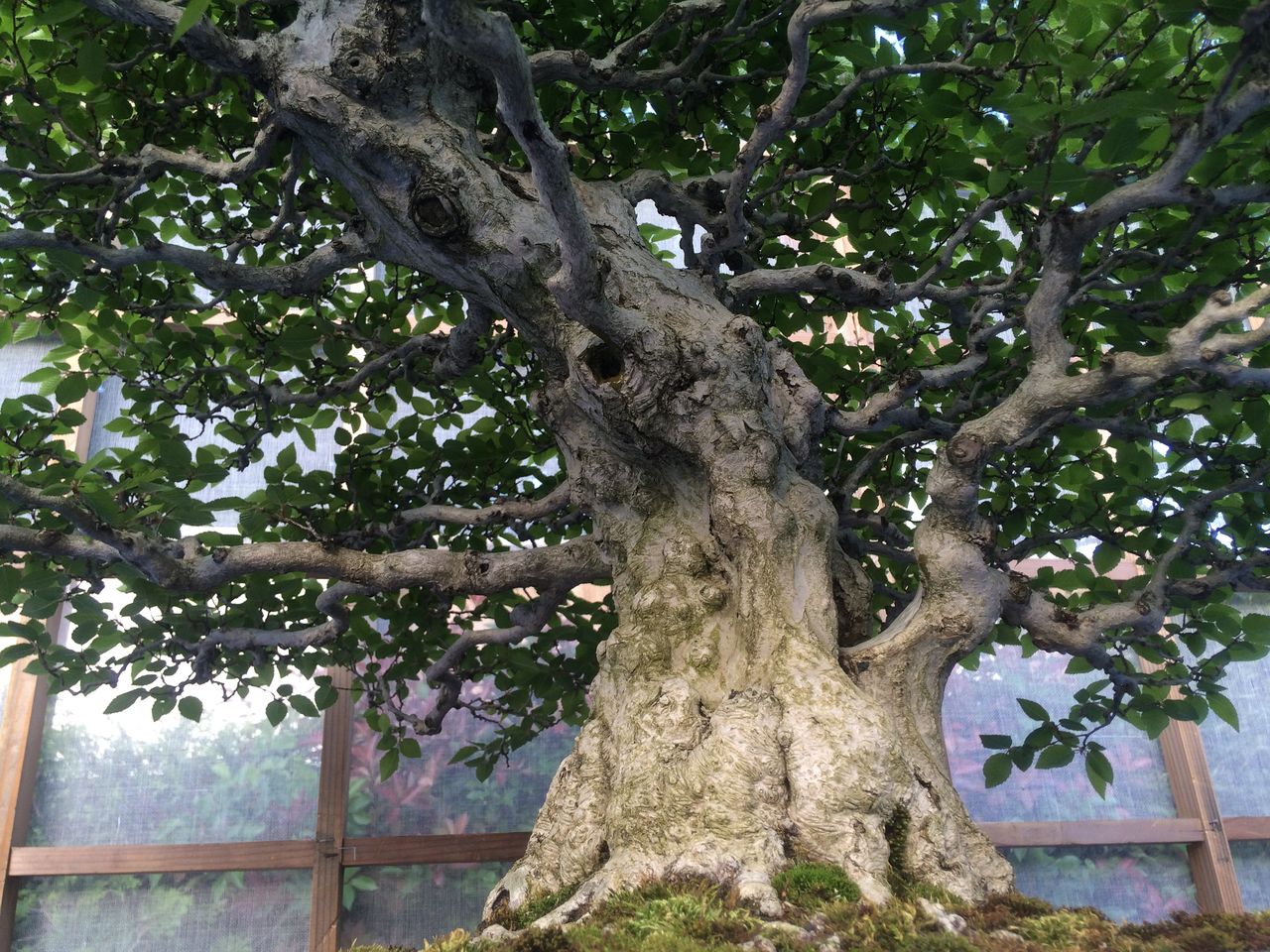 ドラえもん かみなりさん 日本を代表するオヤジです けやき屋さん