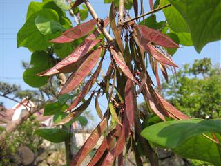 ハナズオウ マメ科の植物 普段は地味だが今だけキレイ けやき屋さん