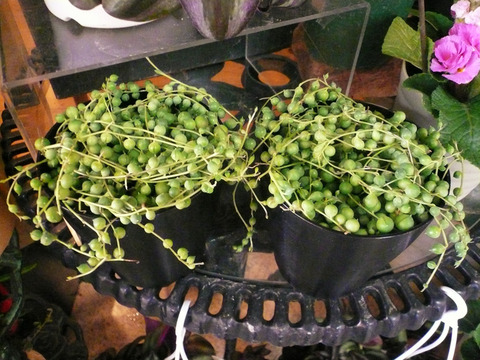 P1100111