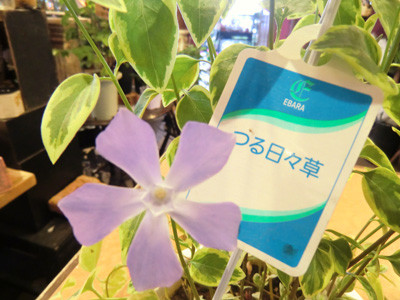 CIMG2905