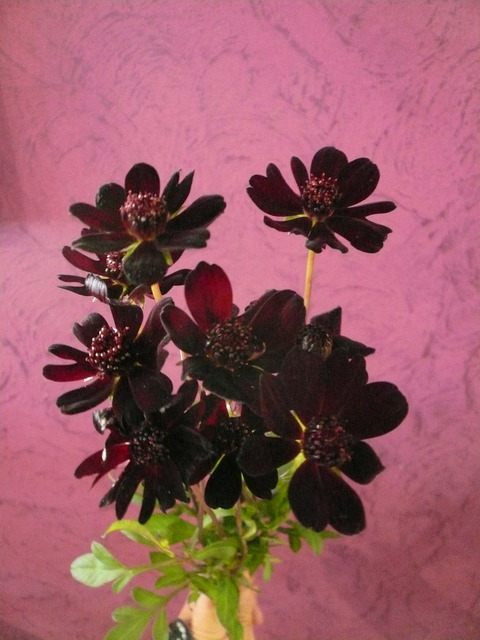 P1100684