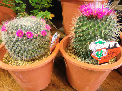 CIMG2506