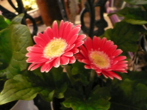 P1090939