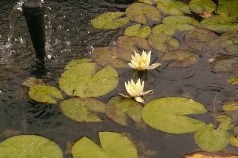P1100546