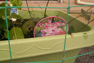 P1100433