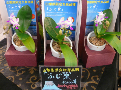 P1100561