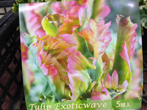 山梨県内で一番素敵な品揃えを目指して Dolce Vita 庭のあるお花屋さん ハイジの野菜畑