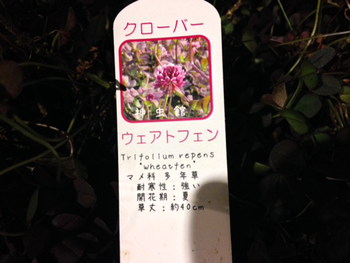 クローバー