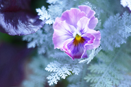 pansy