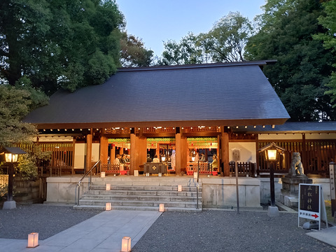 乃木神社の夕方ライトアップ