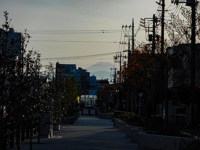 ふれあいロード桜新道からの富士山ビュー2