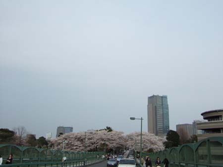 春の青山霊園2