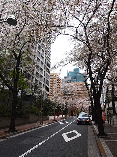 桜坂の桜見物7