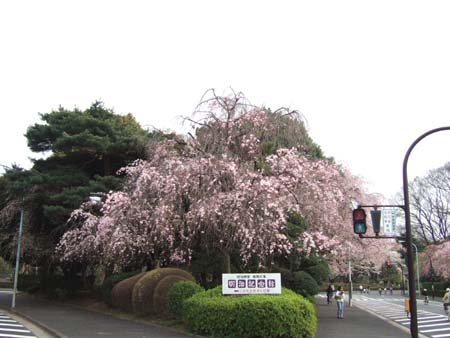 神宮外苑の桜3