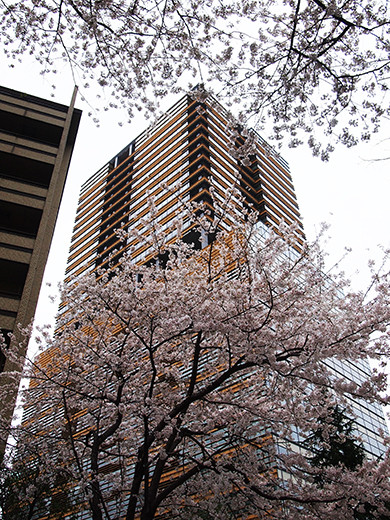 桜坂の桜見物4