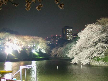 九段下の夜桜3