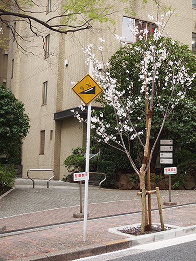 桜坂の桜見物2