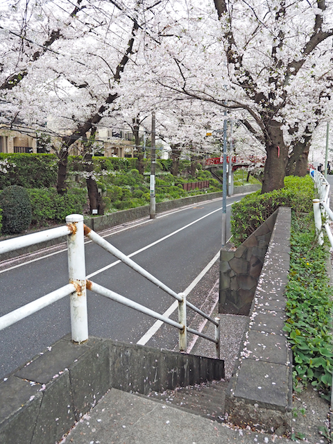 桜坂【NO.560】3