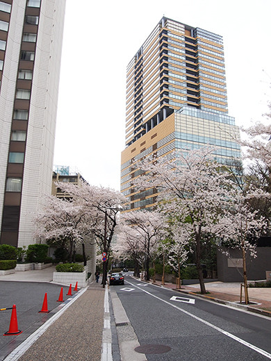 桜坂の桜見物8