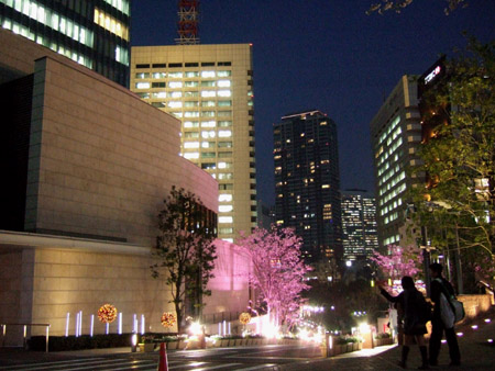 さくら坂で桜3