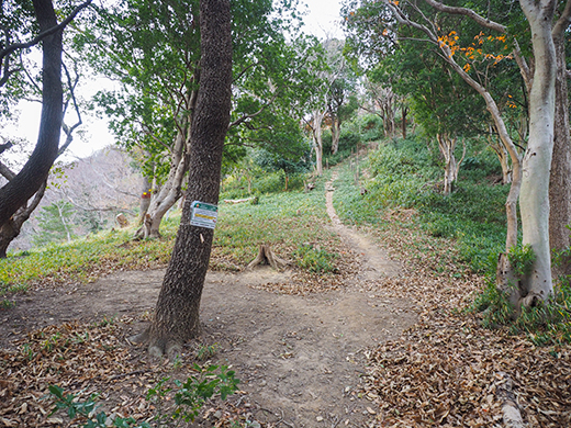 ��ƻ�ֵ���ƻ�פ��л�ƻ���⤤�Ƥߤ�_����2_6