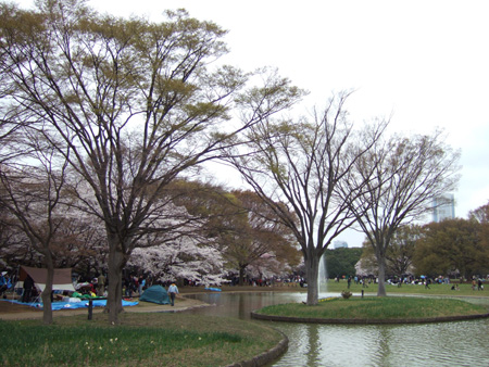 春の代々木公園