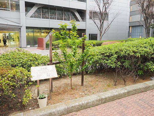 さくら坂(NO.314)4