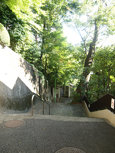 国分寺崖線の崖具合を楽しめる階段4