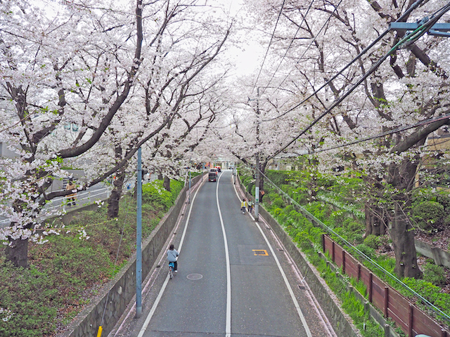桜坂【NO.560】4