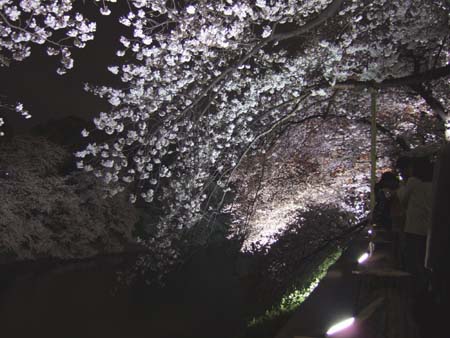 九段下の夜桜2