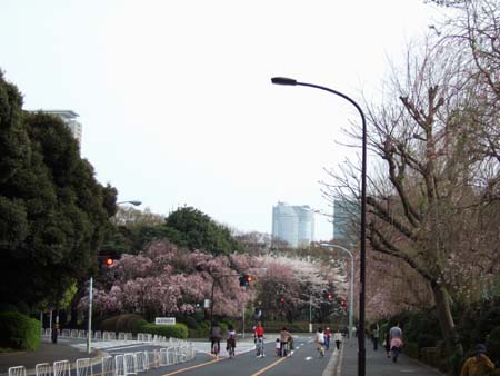 神宮外苑の桜2