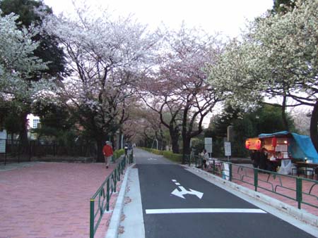 青山霊園の桜2