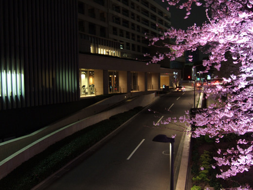 東京ミッドタウンの坂と桜2